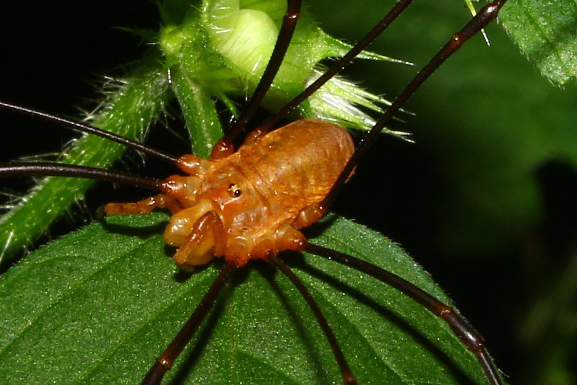 Opilio da Pianpaludo (SV)